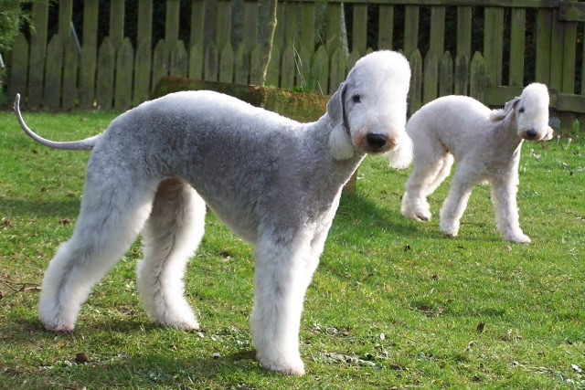 Unsere Hunde 03.02 (11).JPG